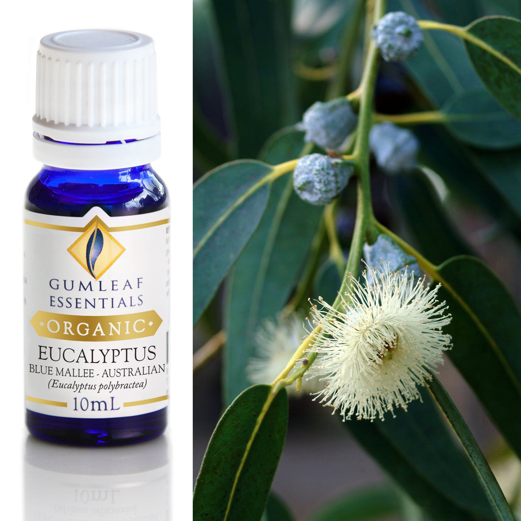 Organic Eucalyptus Blue Mallee Essential Oil