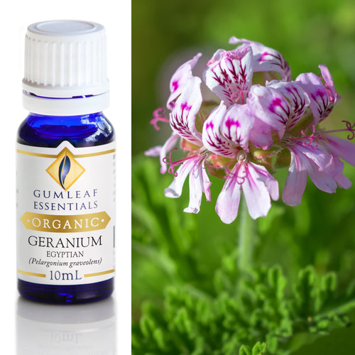Organic Geranium Egyptian Essential Oil
