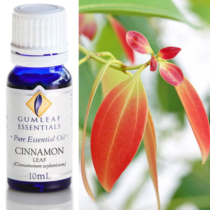 Cinnamon Leaf Essential Oil