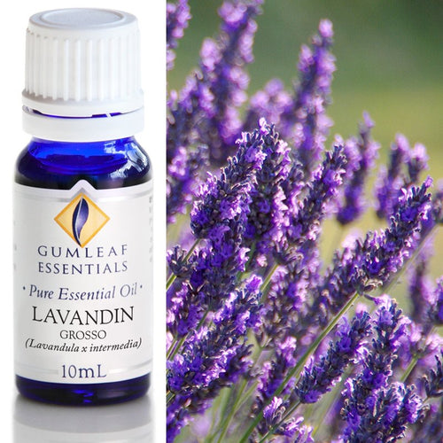 Lavandin Grosso Essential Oil