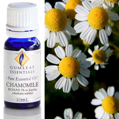 Chamomile Roman (3% In Jojoba) Essential Oil