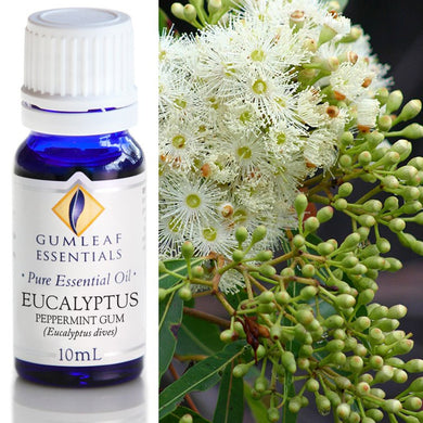 Eucalyptus Peppermint Gum Essential Oil