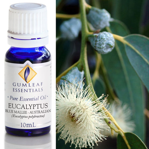 Eucalyptus Blue Mallee Essential Oil